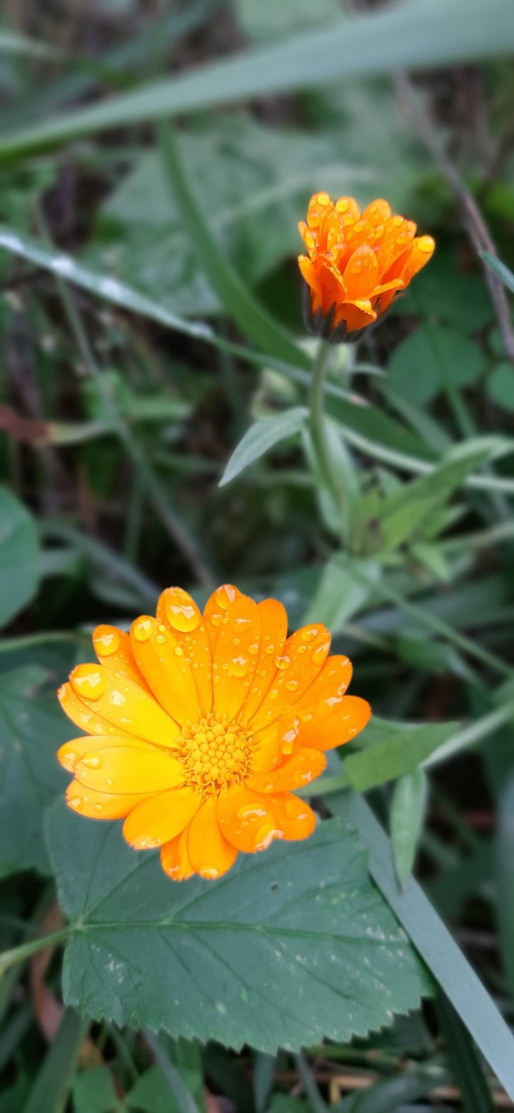 orange
