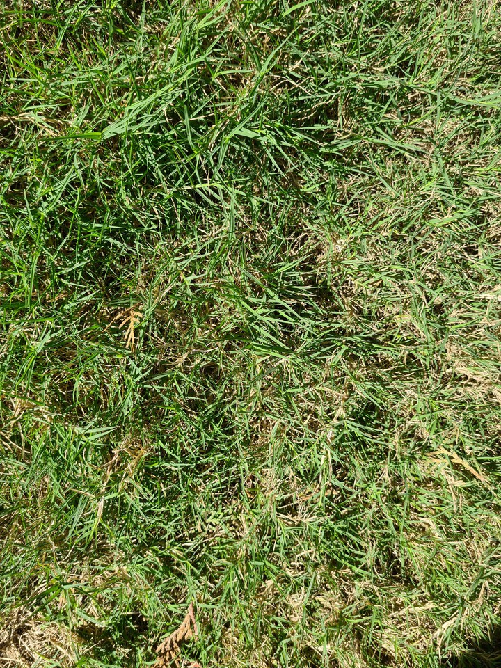 grass