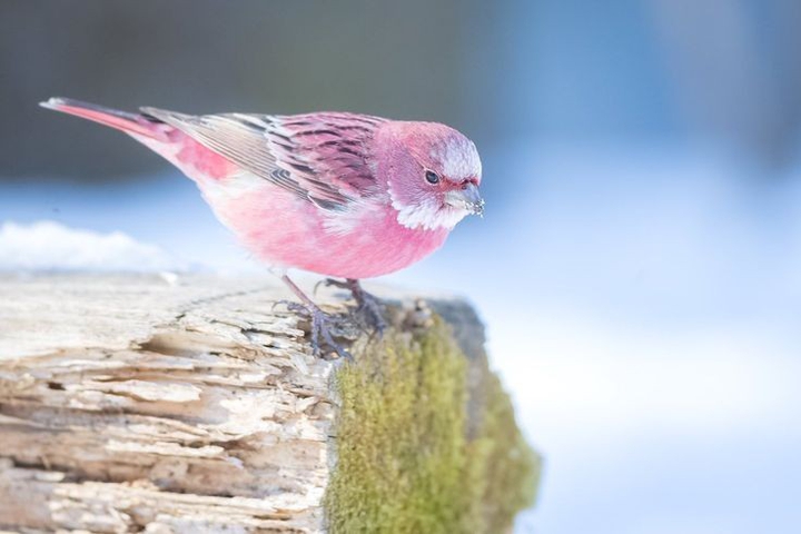 beautiful bird