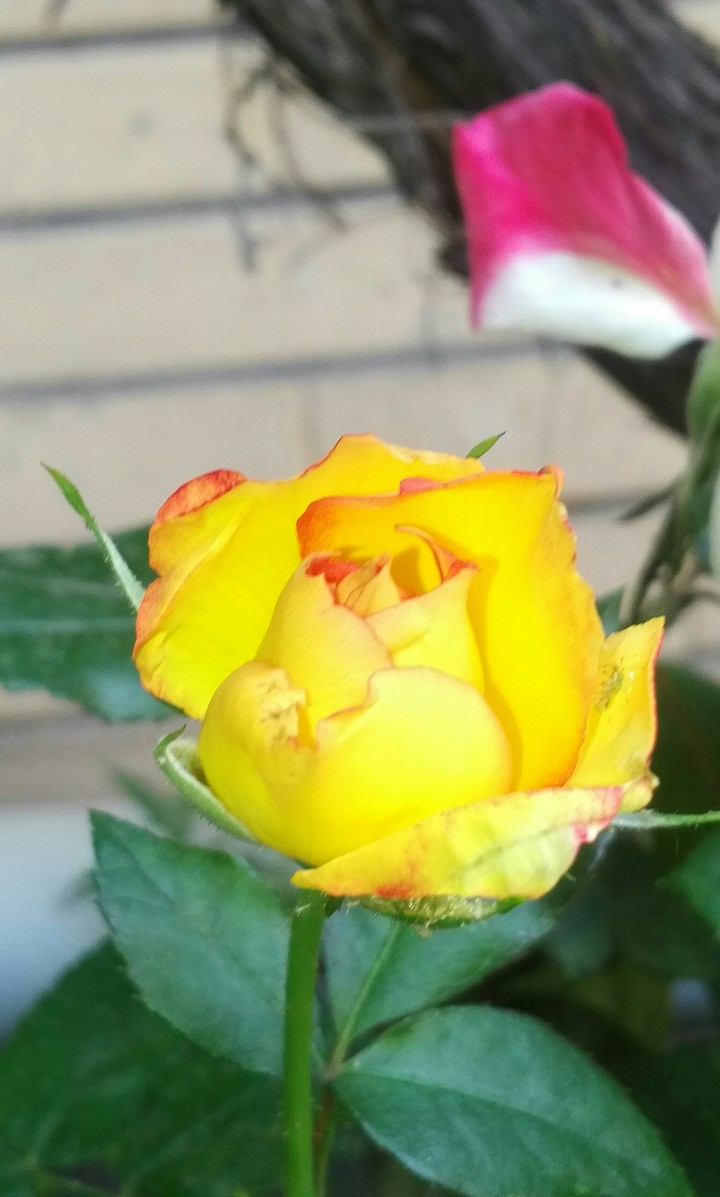 ❀