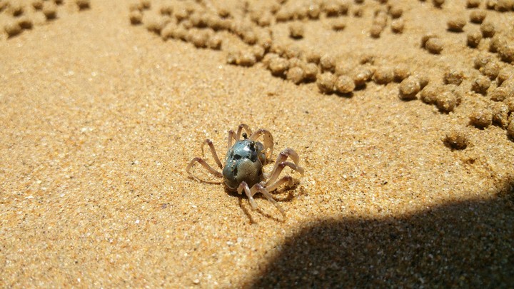 Mrcrab
