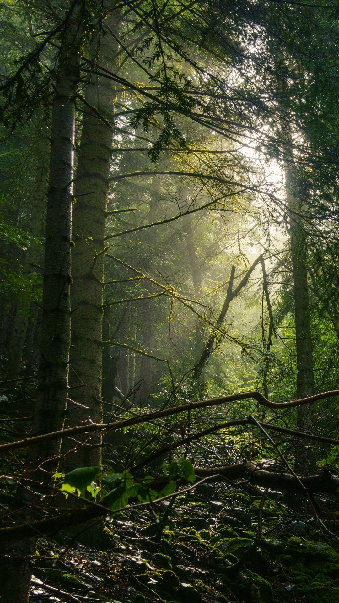 papéis de parede wood, forest
