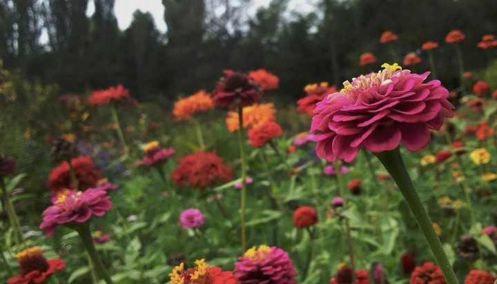 Flowers