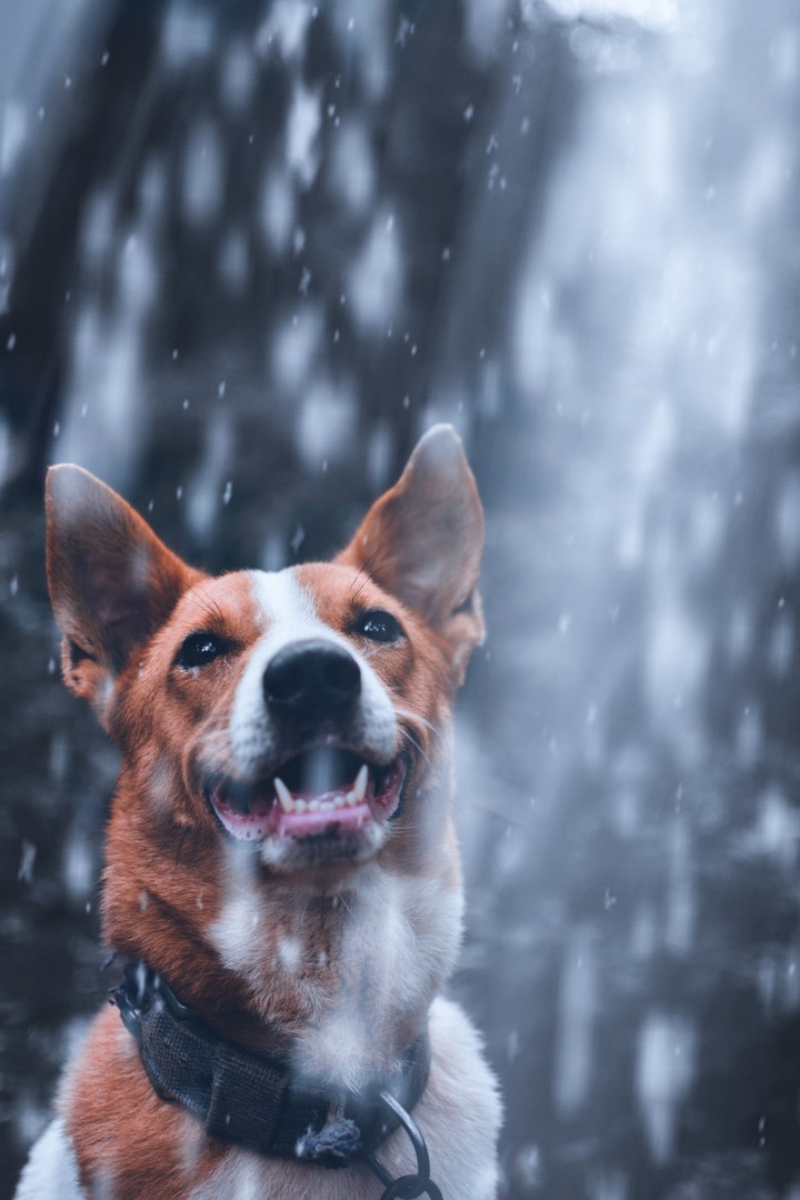 Dog tales