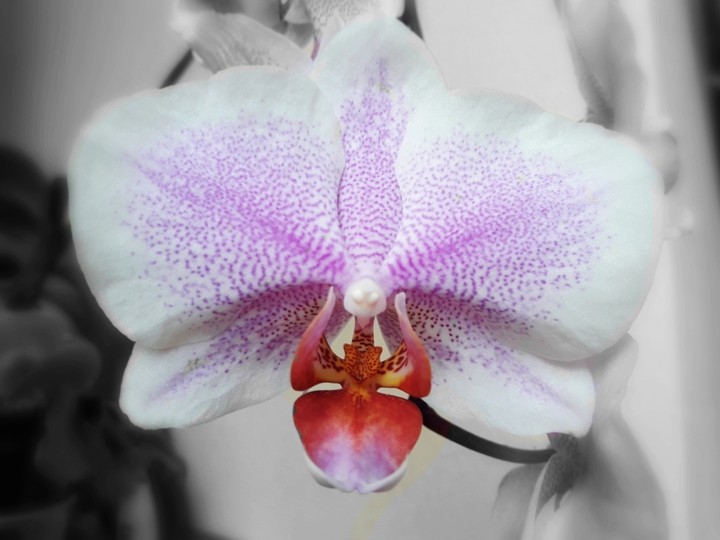 orchib