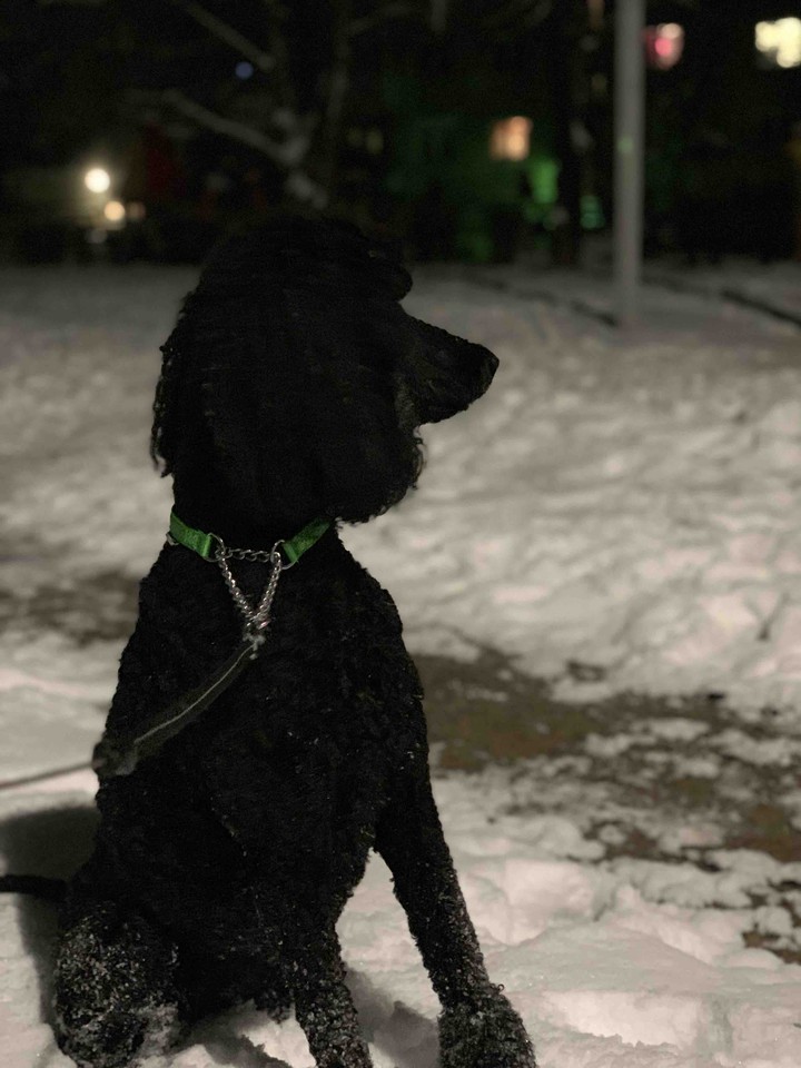 Poodle