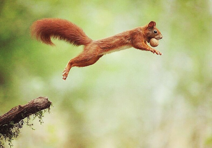 #Animals# squirrel