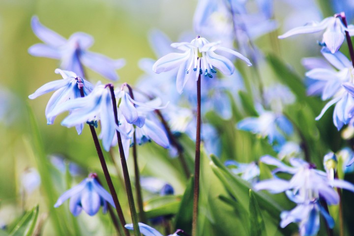 Scilla