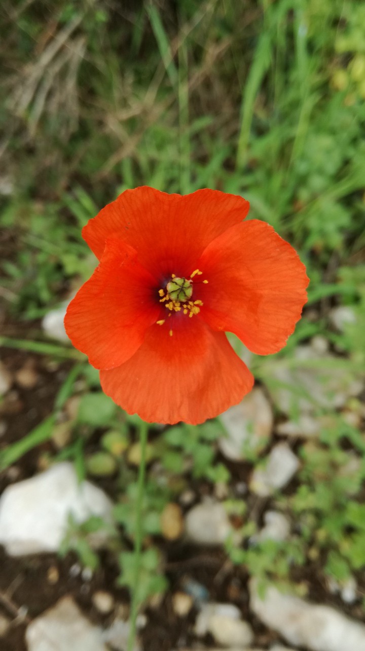 Papaver rhoeas/ Amapola silvestre