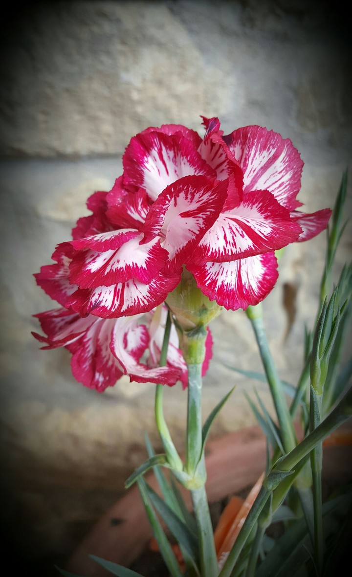red flower, green, nature