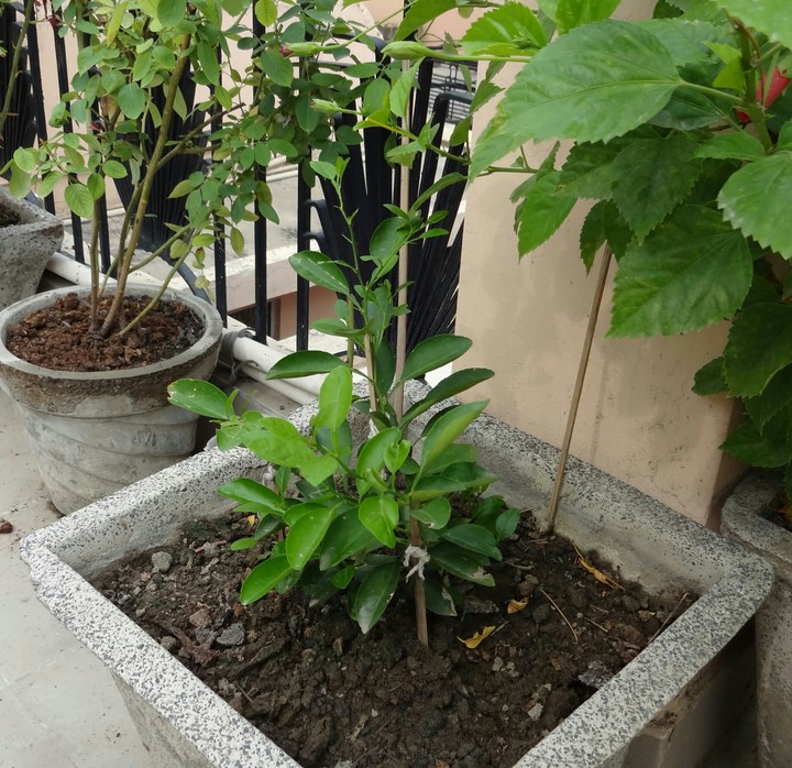 Lemon plant :-)