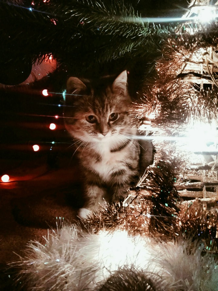 Cat near the Christmas tree