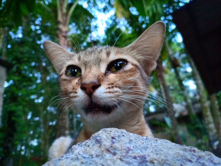 cat