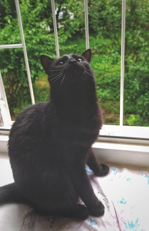 sfondi cat, snout