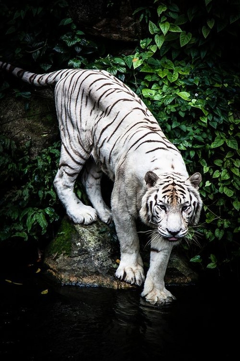 tapety organism, tiger