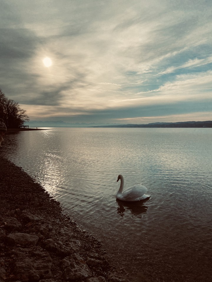 quiet swan