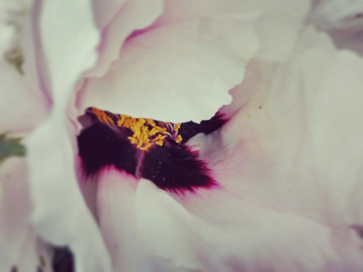 Peony