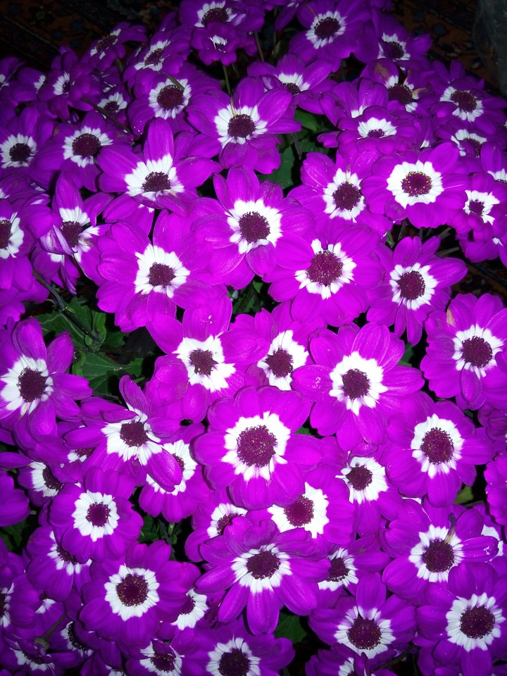 flowers