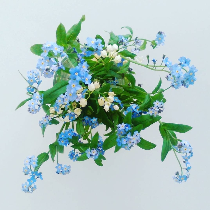 forget-me-not