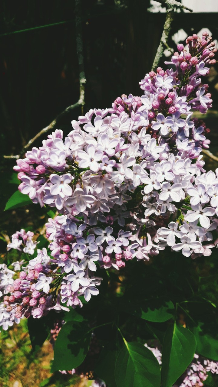 Lilac