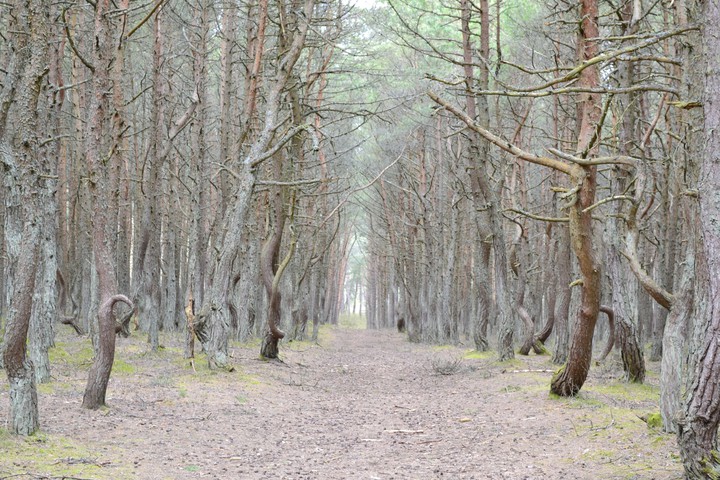 Dancing forest