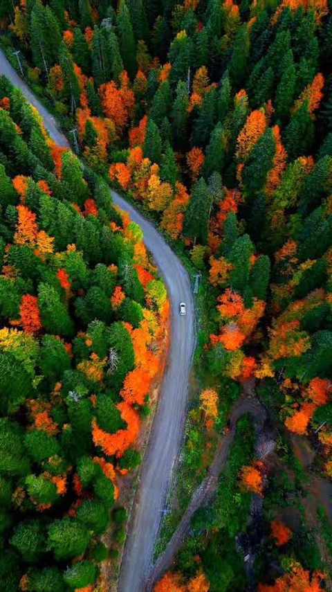 Orange, Forest, Northern_hardwood_forest