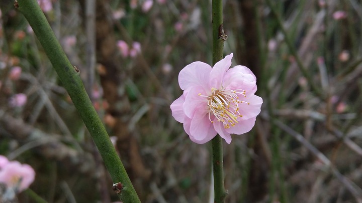sakura