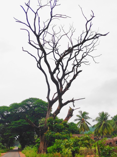 tree's...