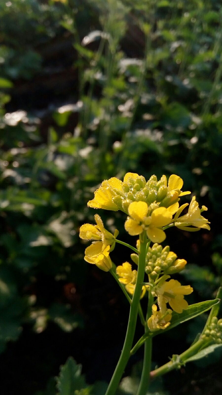 brassica Nigra