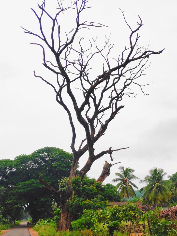 tree's...