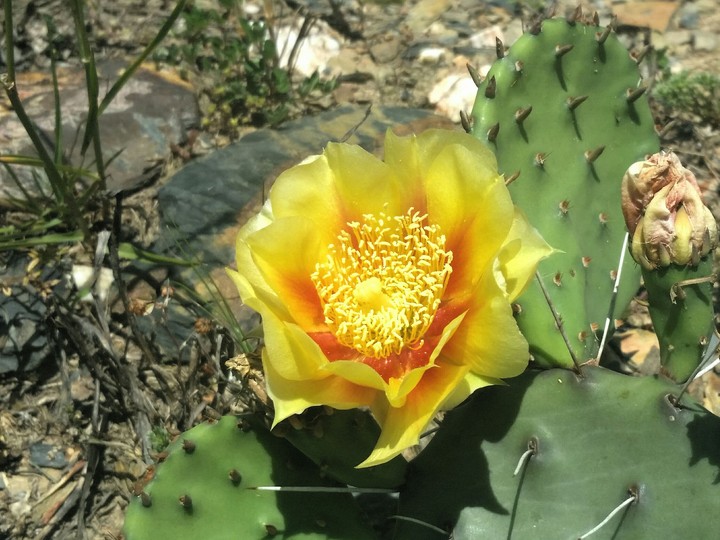 Cactus Flower