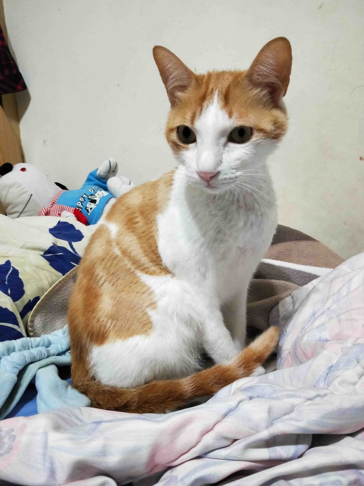 cat