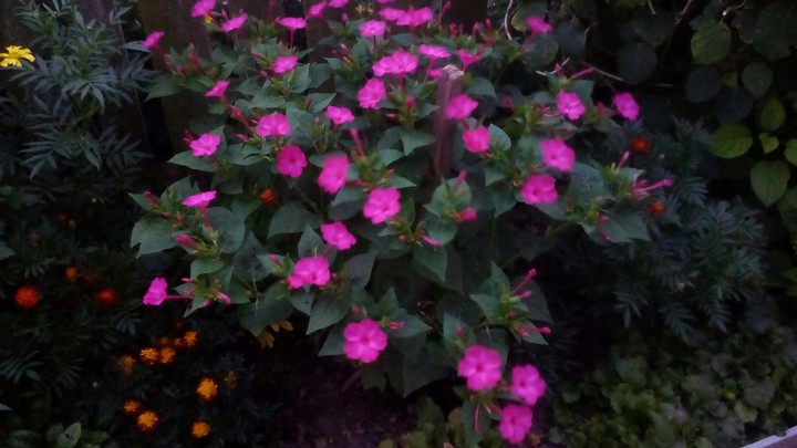 Flowers
