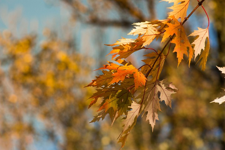 Maple leafs,  autumn