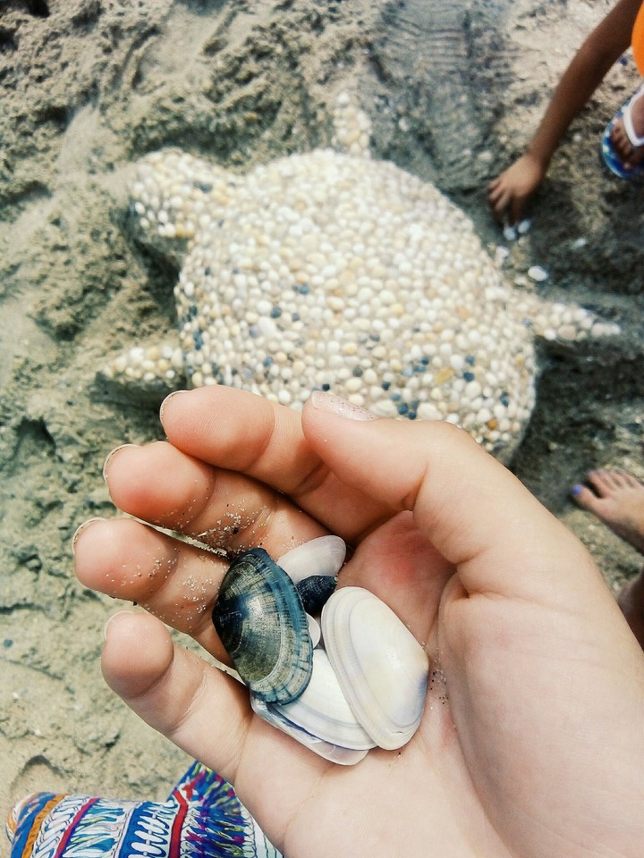 Seashells