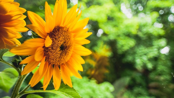 sunflower