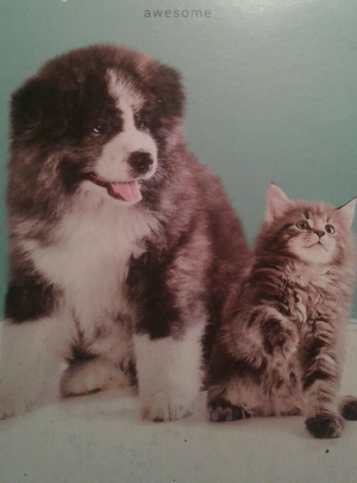 My pets