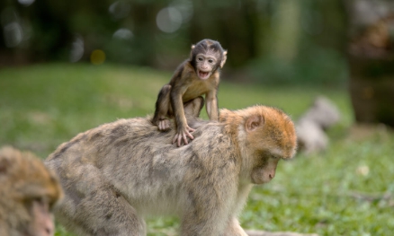 Monkey Brains