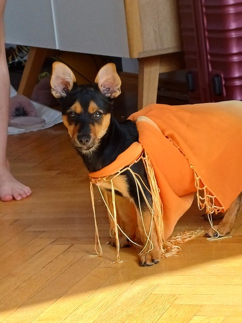 Flooring, dog Hintergrundbilder