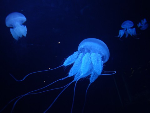 jelly fish my click