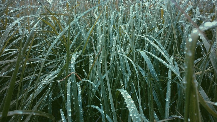 freshness