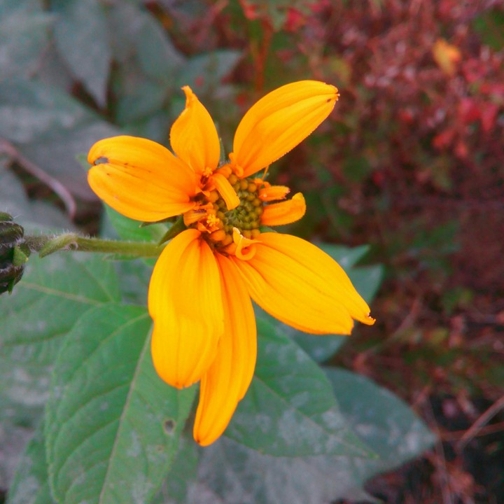 Flower