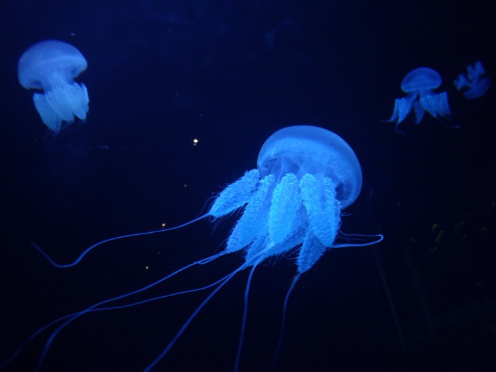 jelly fish  my click