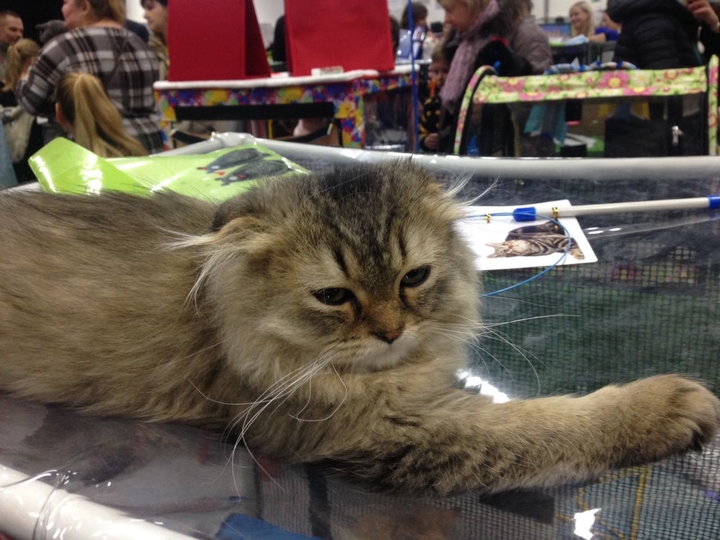 cat