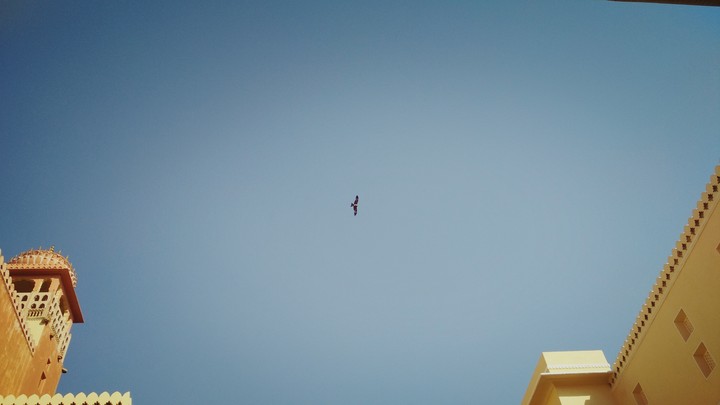 kite in sky