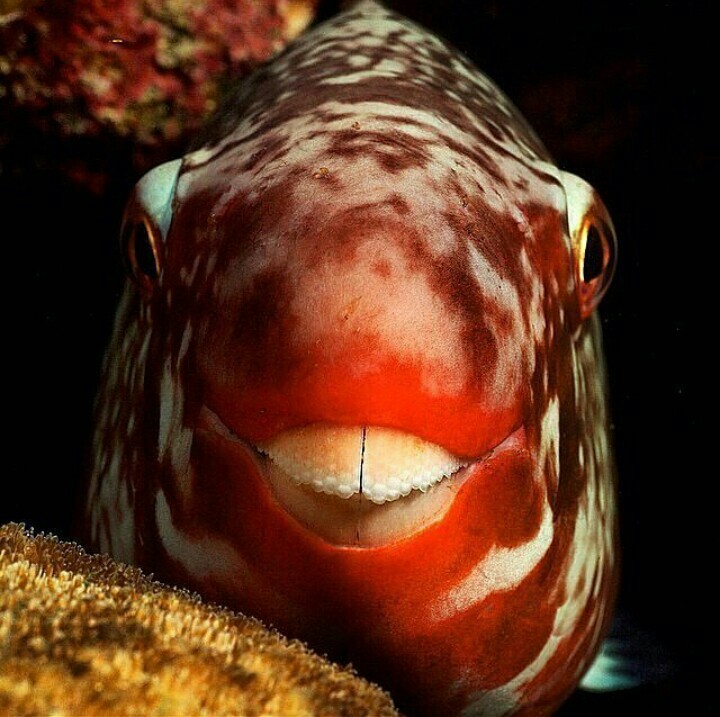 fish