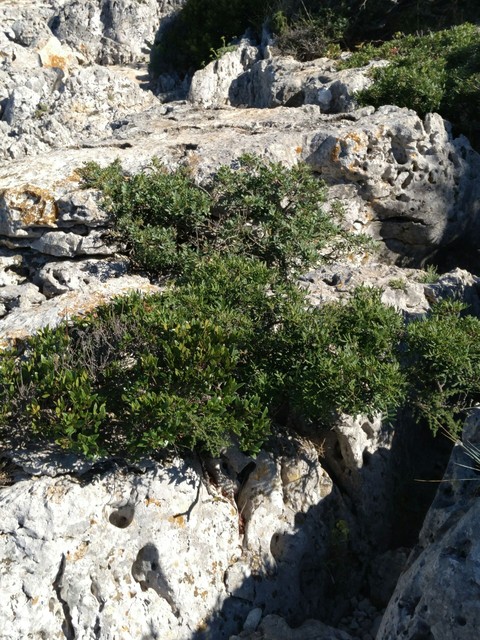 fonds d'écran plant, herb