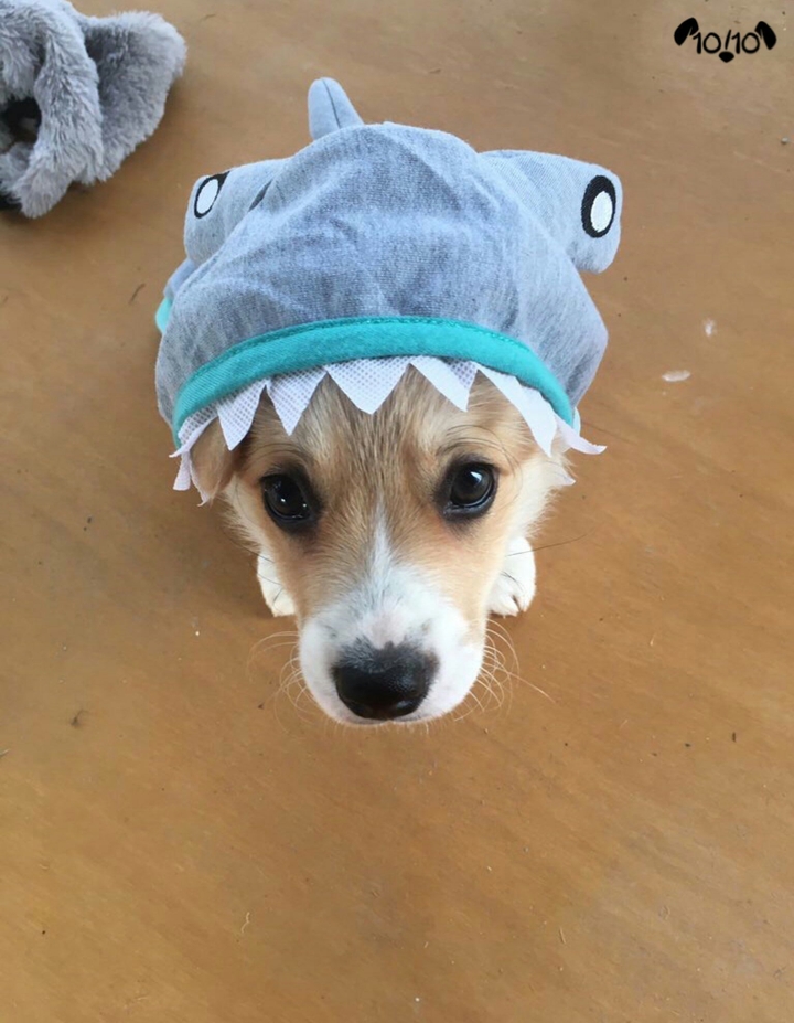#cute dog