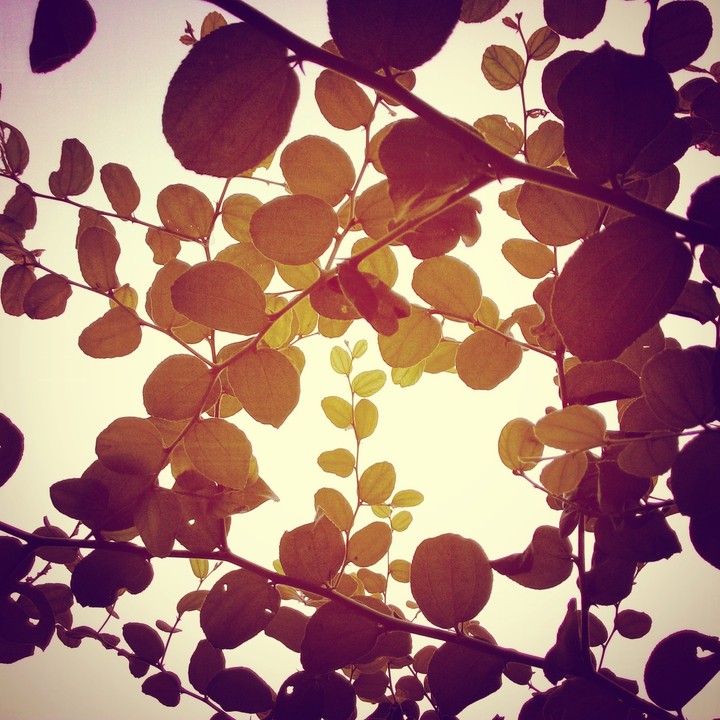 The hope.