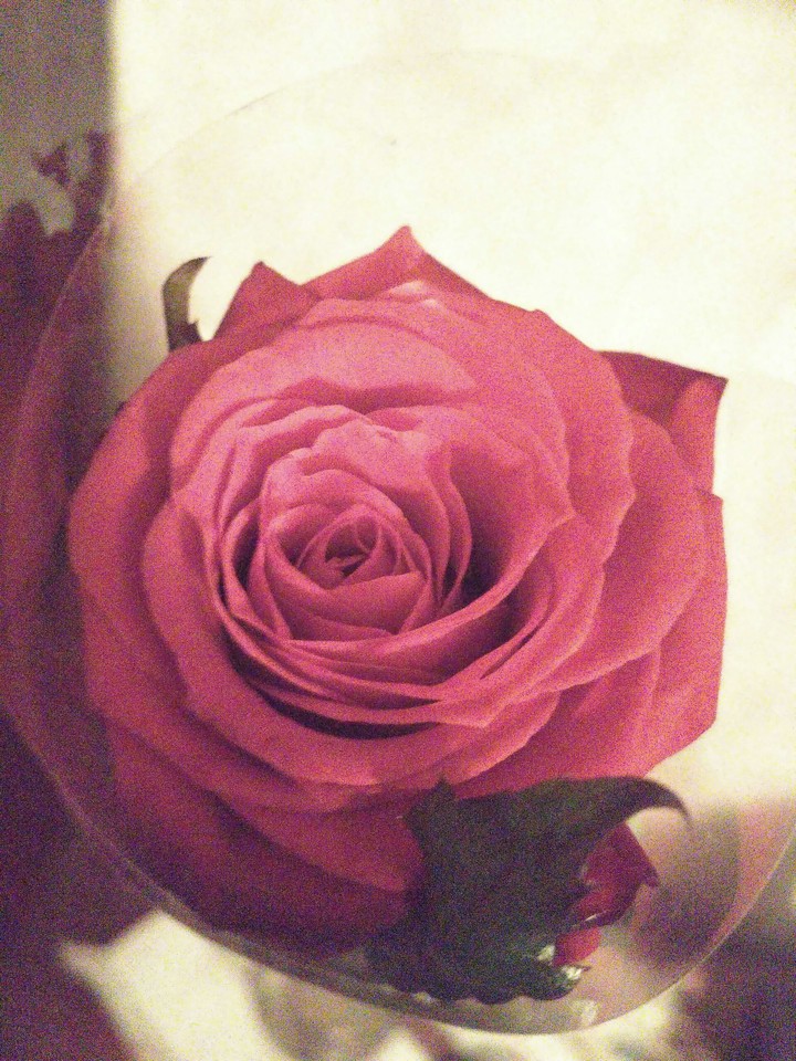 rose